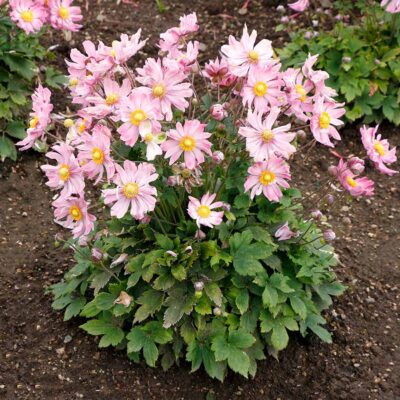 Anémone japonaise 'Glow' Satin Doll™