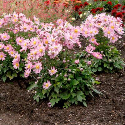 Anémone japonaise 'Glow' Satin Doll™