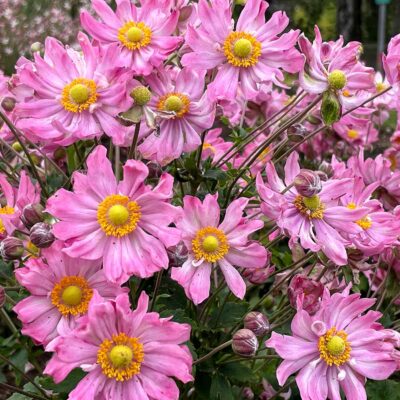 Anémone japonaise 'Glow' Satin Doll™