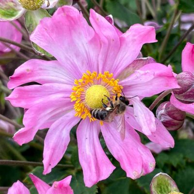 Satin Doll™ 'Glow' Japanese Anemone For Sale | Perennials – Great