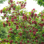Sweetshrub covered in unique red flowers in the garden