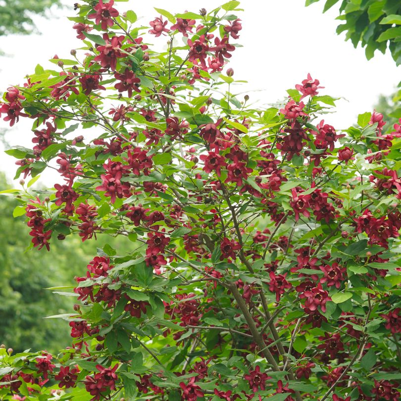 Sweetshrub covered in unique red flowers in the garden