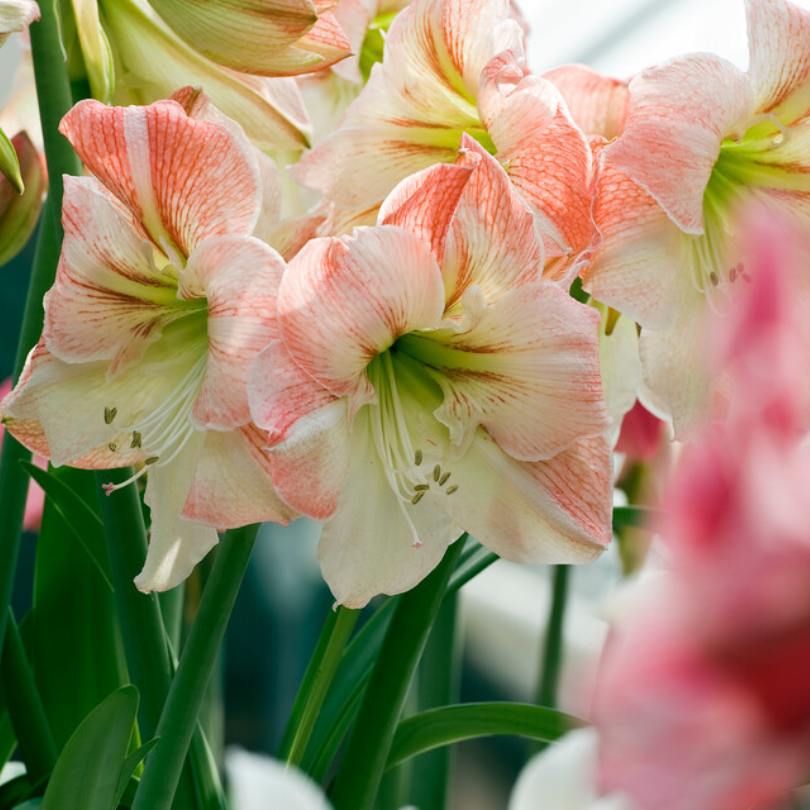 Gros plan sur des fleurs d'amaryllis 'Apple Blossom' roses et blanches à feuilles vertes.
