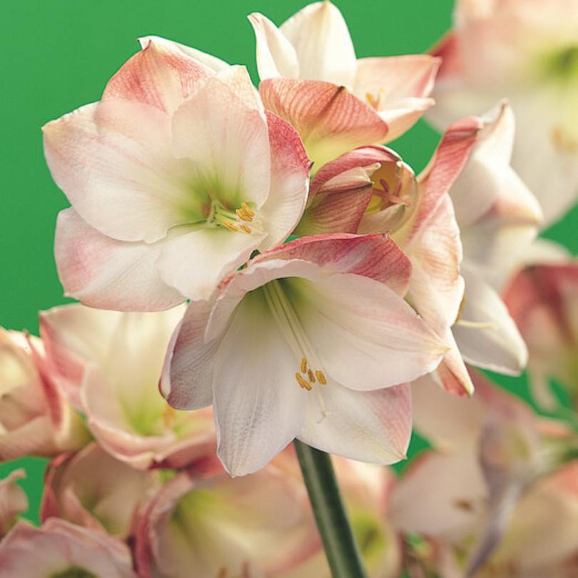 Gros plan sur des fleurs d'amaryllis roses et blanches sur fond vert
