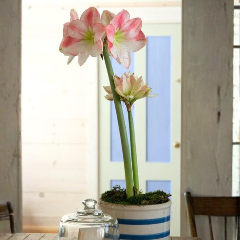 Un amaryllis en pot, à fleurs roses et blanches, posé sur une table dans une pièce.