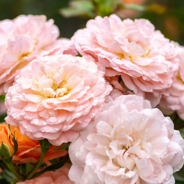 ApricotDrift_grande.jpg?v=