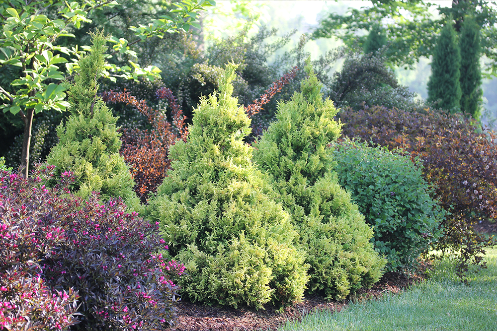 Arborvitae varieties in the landscape