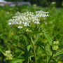 Ice Ballet Swamp Milkweed has white clusters of flowers full of rich nectar for pollinators.