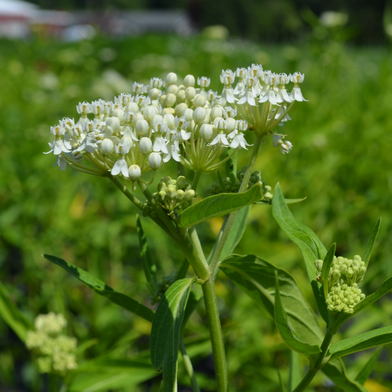 Ice Ballet Swamp Milkweed has white clusters of flowers full of rich nectar for pollinators.