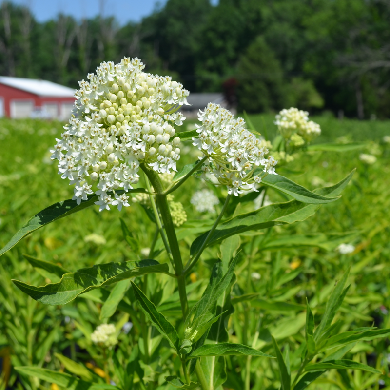 'Ice Ballet' Swamp Milkweed (Asclepias incarnata) is a magnet for pollinators