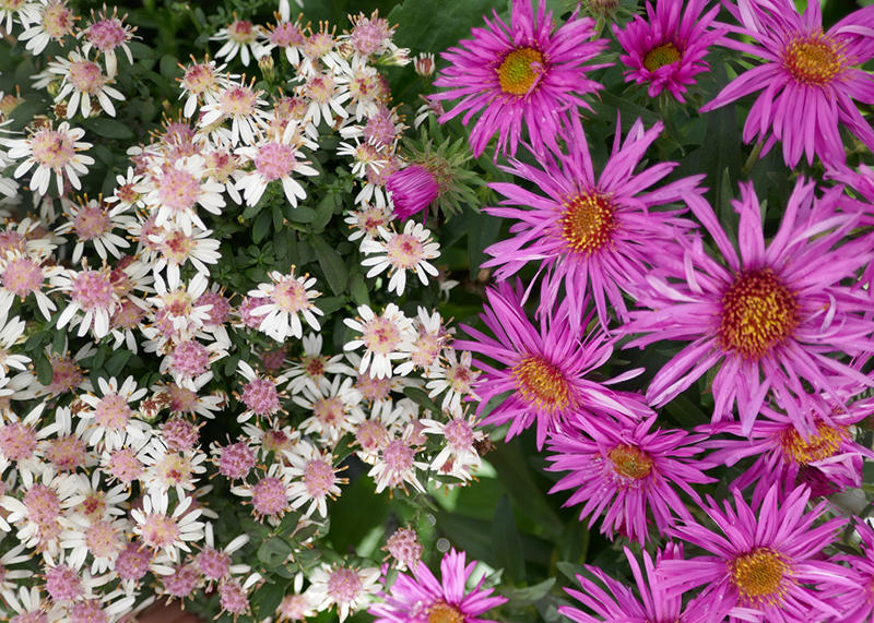 Close-up of white and pink aster flowers in a garden