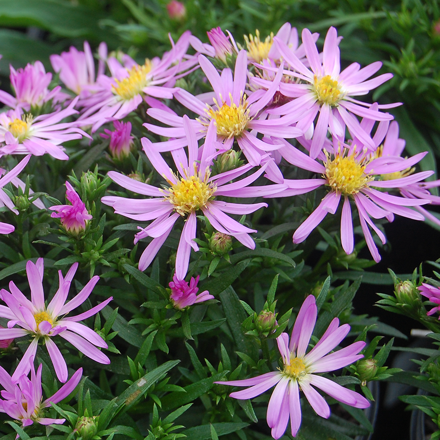 Gros plan sur des fleurs d'asters roses et des cœurs jaune vif.