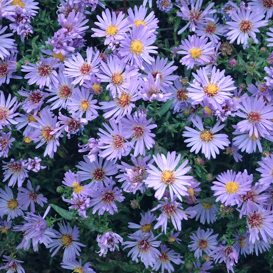 Close up image of vibrant blue aster flowers with bright yellow centers