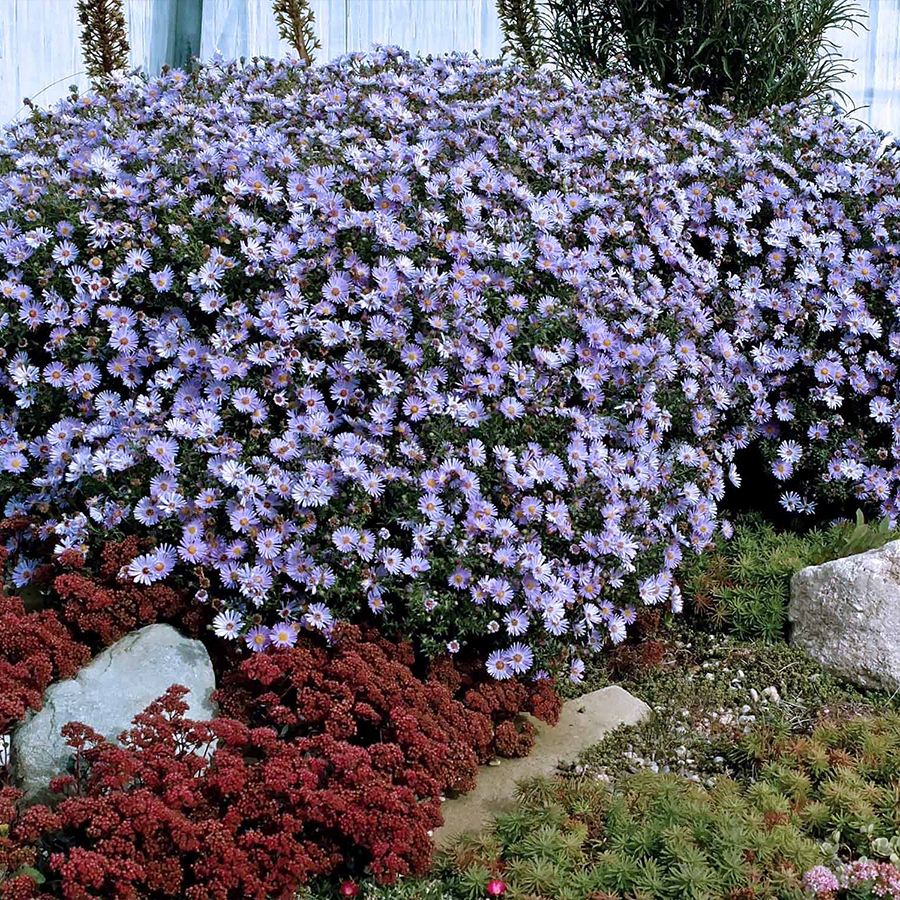 Vibrant blue aster flowers in a garden hedge
