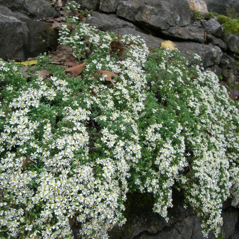Snow Flurry' White Heath Aster | Perennials – Great Garden Plants