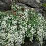 Des asters blancs poussent sur un mur de pierre.