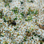Abeille sur une fleur d'aster blanche avec un arrière-plan flou