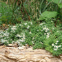 Petites fleurs d'aster blanches à feuilles vertes sur le sol forestier