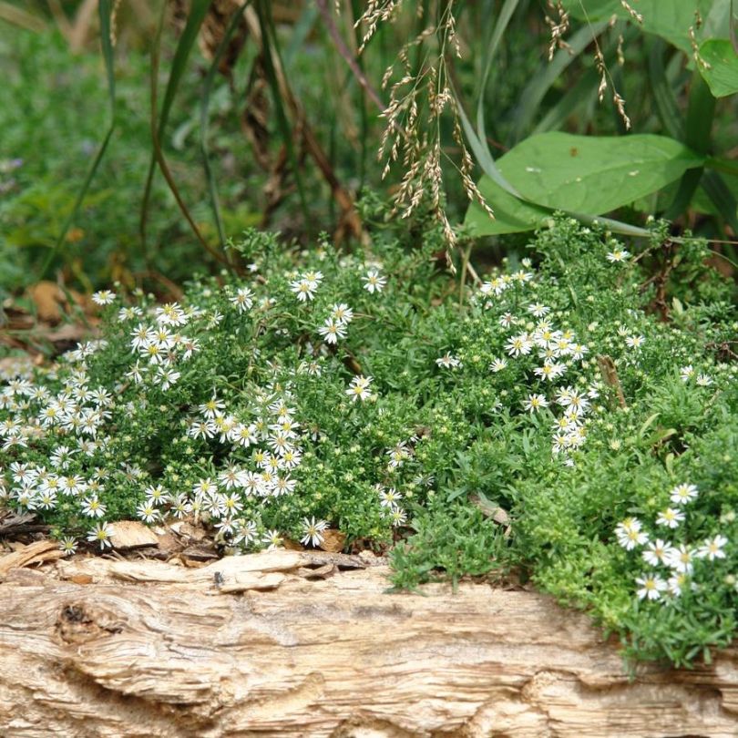 Petites fleurs d'aster blanches à feuilles vertes sur le sol forestier