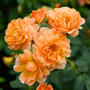 Close up image of bright orange/pink At Last Rose blooms