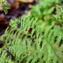 'Fronds Forever' Lady Fern (Athyrium) close up fern leaves that are lacey textured in summer.