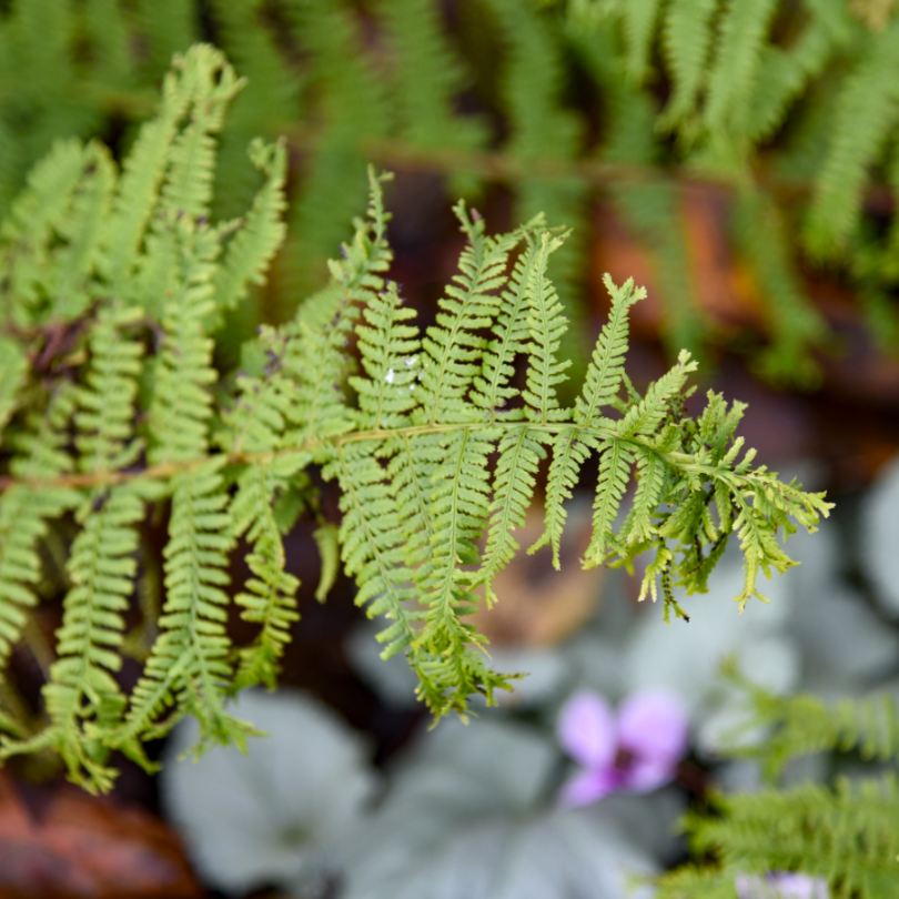 'Fronds Forever' Lady Fern (Athyrium) in a shade garden.