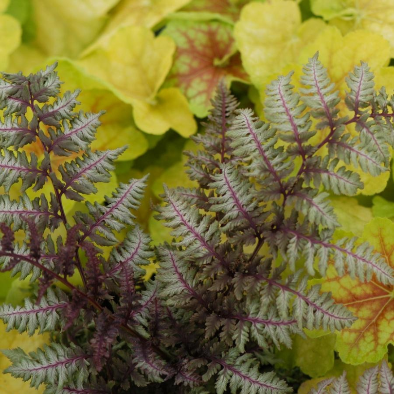 Gros plan d'une fougère au feuillage rouge foncé