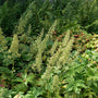 Autumn Bride coral bell flowers in a woodland garden surrounded by ferns