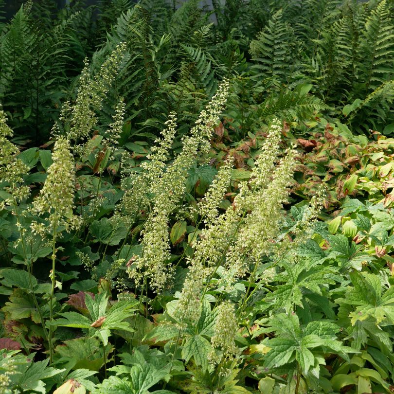 Autumn Bride coral bell flowers in a woodland garden surrounded by ferns