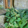 Autumn Bride coral bells planted near the front door