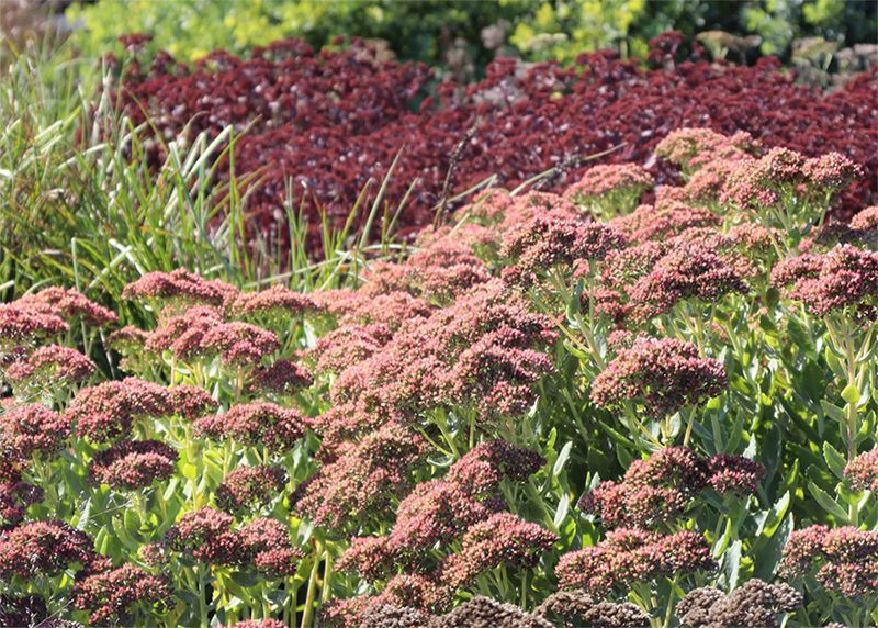 Up close image 'Autumn Joy' stonecrop flowers in a sunny garden landscape