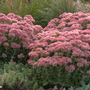 Beautiful pink autumn joy stonecrop (Sedum) flowers planted with ornamental grass