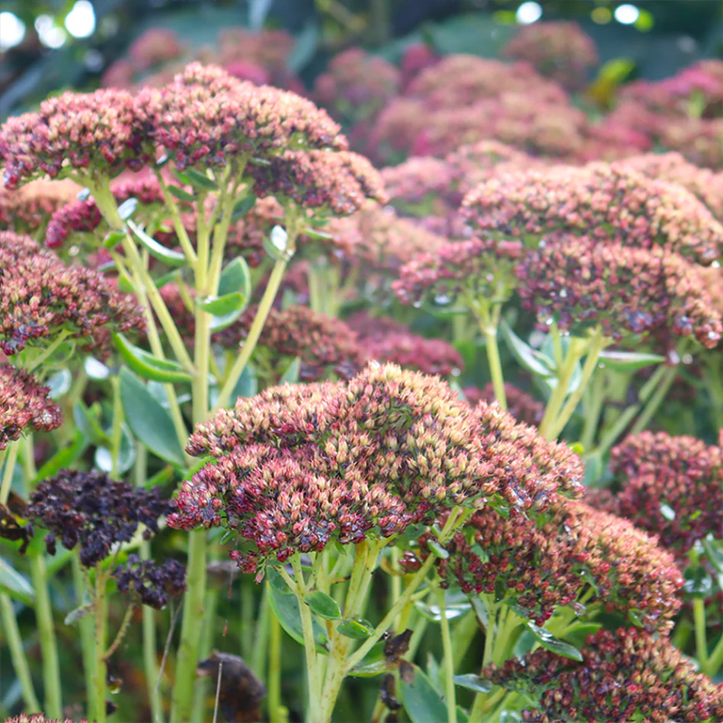 Up close image of 'Autumn Joy' stonecrop flowers in a sunny garden