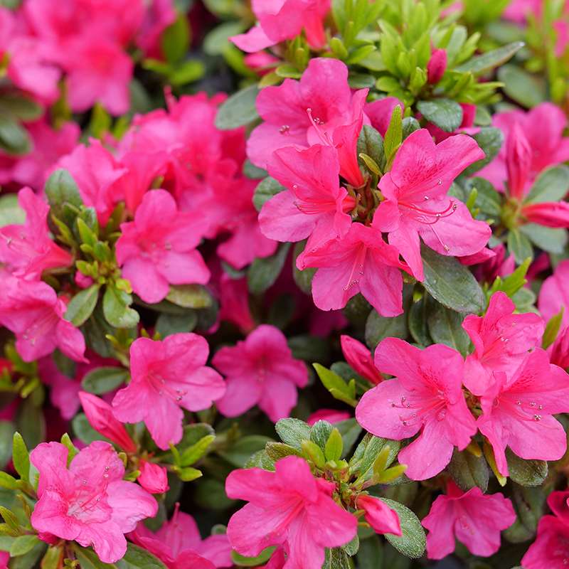 Perfecto Mundo Fuchsia Carpet™ Azalea | Proven Winners – Great