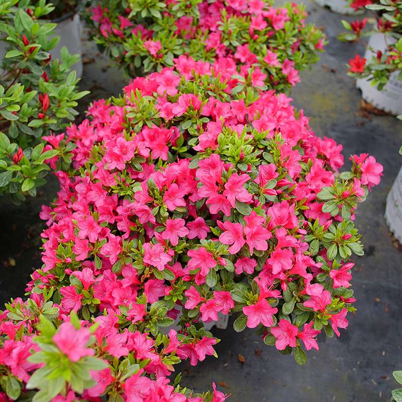 Perfecto Mundo Fuchsia Carpet™ Azalea | Proven Winners – Great