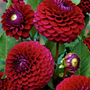 Perfectly round dahlia blooms in a wine red color