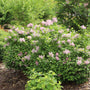 Mounded lilac shrub with pink lilac flowers in the spring