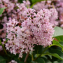 Close up image of beautiful pink lilac blooms