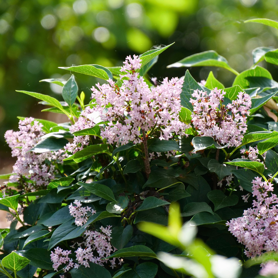 Small lilac shrub with pink flowers shining in the sunlight
