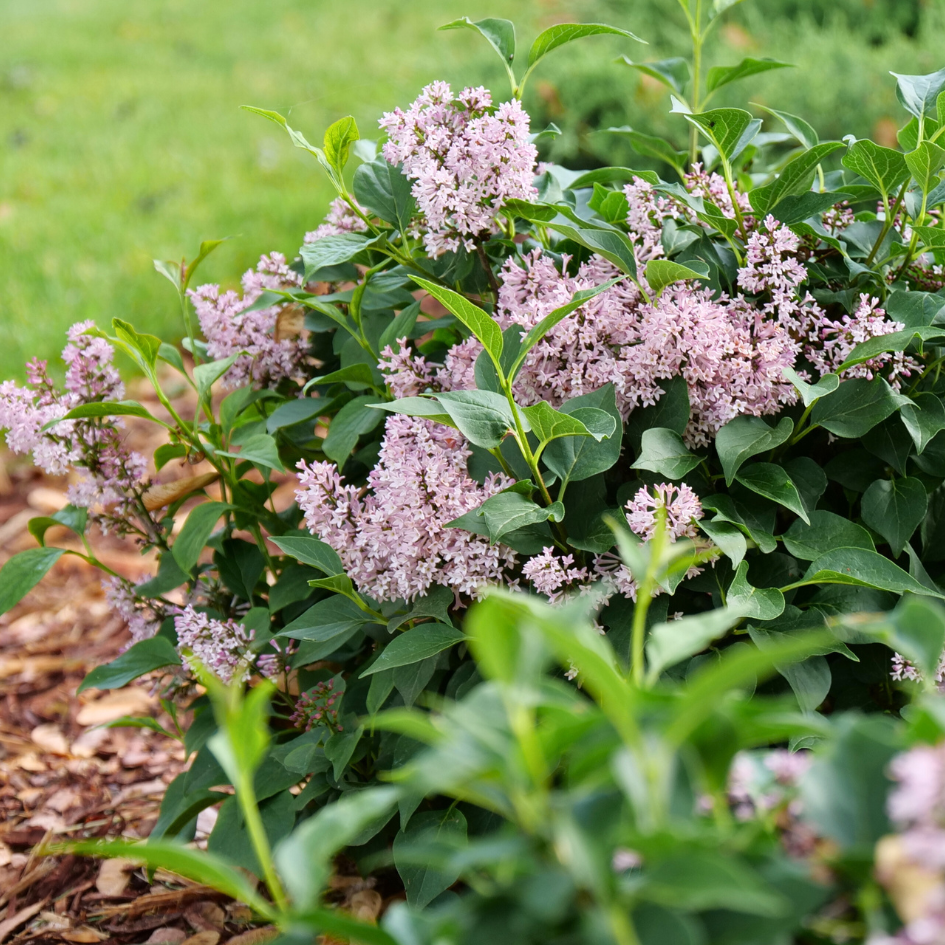 Dwarf lilac shrub full of pink flowers