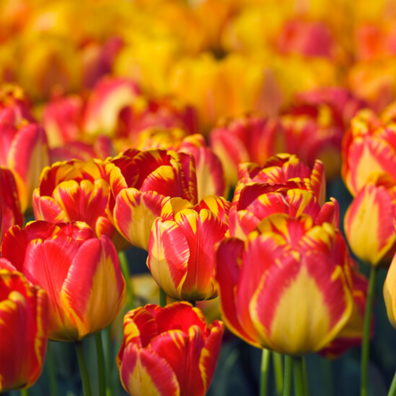 Gros plan sur des tulipes rouges et jaunes de Banja Luka avec un arrière-plan flou.