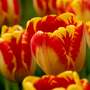Gros plan sur des tulipes Banja Luka à rayures rouges et jaunes, sur fond flou.