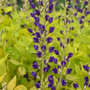 Gros plan sur des fleurs bleu indigo surmontant un feuillage jaune doré.