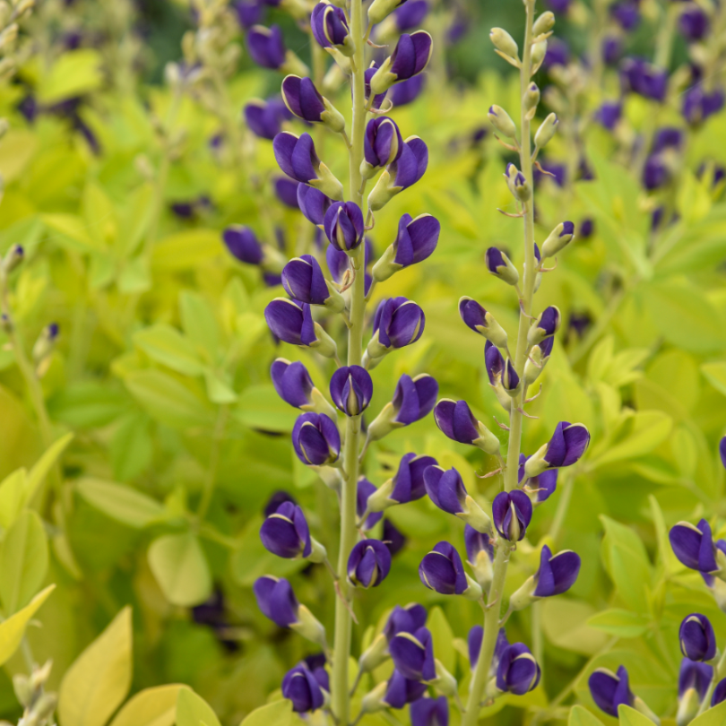 Gros plan sur des fleurs bleu indigo surmontant un feuillage jaune doré.