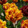 Close up of the red and yellow fringed petals of a Bastia Fringed Tulip
