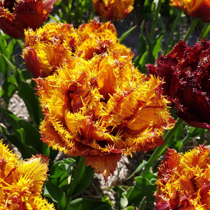Close up of the red and yellow fringed petals of a Bastia Fringed Tulip