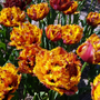 Close-up of vibrant yellow and red Bastia Fringed tulips with green leaves.