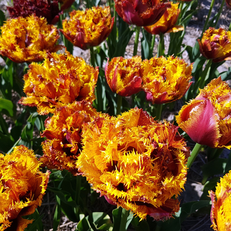 Close-up of vibrant yellow and red Bastia Fringed tulips with green leaves.