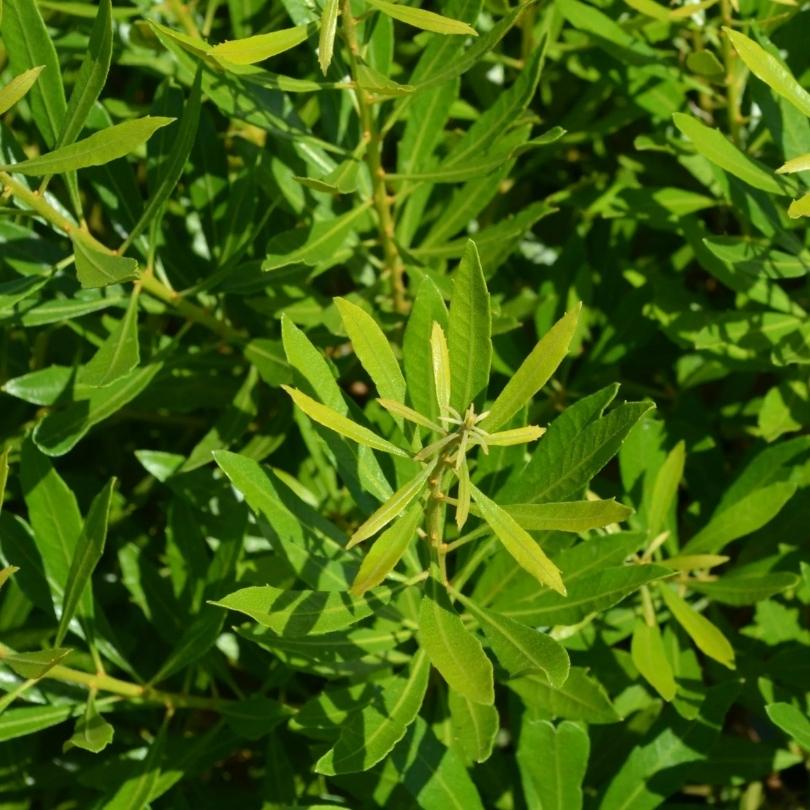 Close-up of green wax myrtle leaves with a blurred background