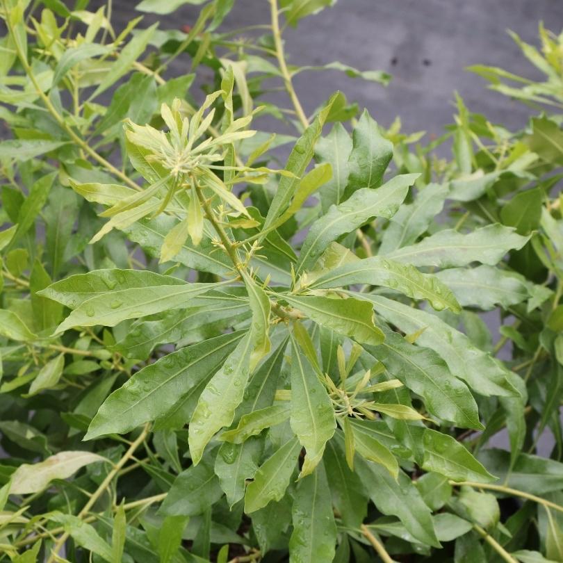 Close-up of green leaves with a blurred background